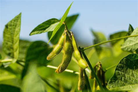 Soybean Crops