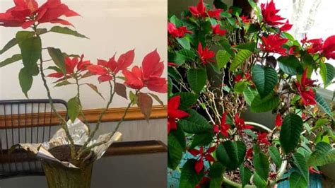 Poinsettia Dropping Leaves (9 Causes and Solutions) - Garden For Indoor