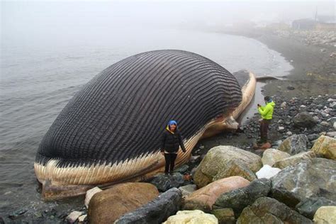 Fear of exploding whale grips Newfoundland town - Men's Journal