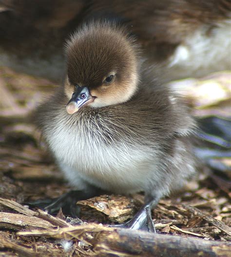 Hooded Merganser Facts, Habitat, Diet, Life Cycle, Baby, Pictures