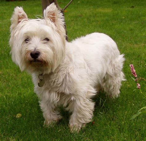 File:West Highland White Terrier.JPG - Wikipedia, the free encyclopedia