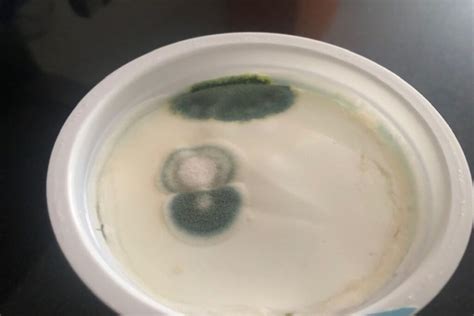 Mold In Yogurt: Is It Safe To Eat And How To Prevent It – MoldTutor.com