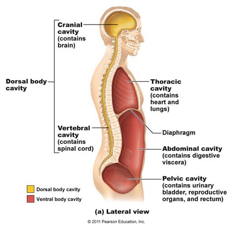 The four diaphragms