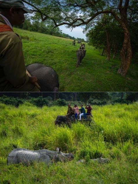 Assam reopens Pobitora Wildlife Sanctuary for public after rainy season ...