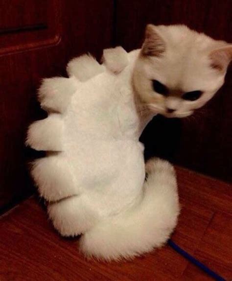 20 Cats That Really Deserve an Apology | Pleated Jeans