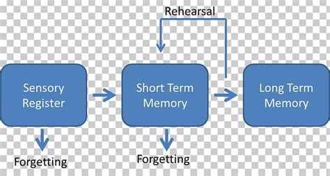 Atkinson–Shiffrin Memory Model Psychology Storage Information PNG ...