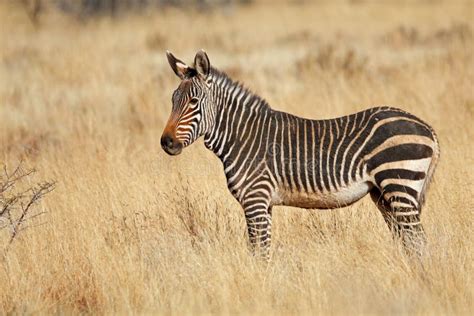 Cape Mountain Zebra in Natural Habitat Stock Image - Image of mountain, zebra: 135850719