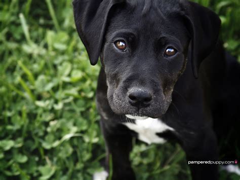 labrador retriever puppy - Wallpapers Free