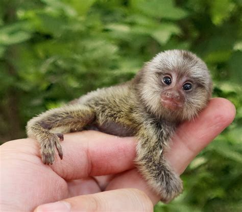 10 animais tão fofos e pequeninos que te deixarão morrendo de vontade ...