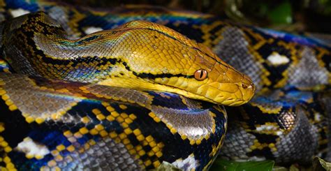 What is the biggest snake in the world? | Natural History Museum