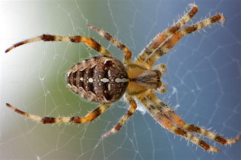 Hobo Spider Bite - Is It Life-Threatening? Find Out 9 Best Prevention Tips! | SLECK