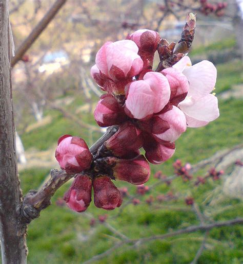 Apricot flowers - Apricot Photo (9523446) - Fanpop