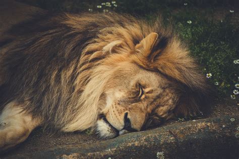 Lion Sleeping Free Stock Photo - Public Domain Pictures