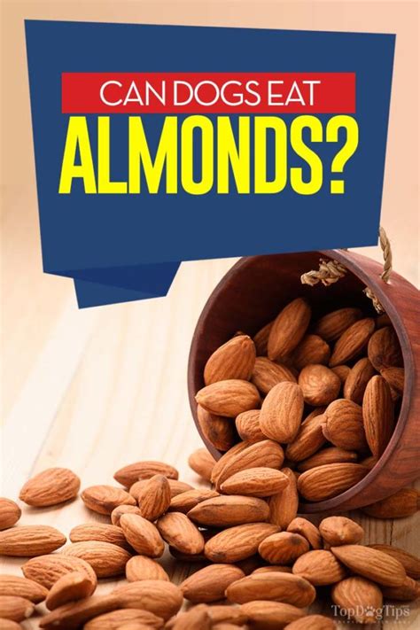 Almonds for Dogs 101: Can Dogs Eat Almonds?