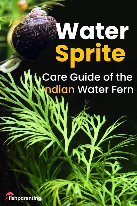 Water Sprite Care Guide – Planting, Growing, and Propagation | Water ferns, Planted aquarium, Plants