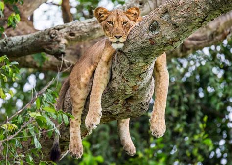 Uganda Animals: 27 Amazing Safari Animals of Uganda | Storyteller Travel