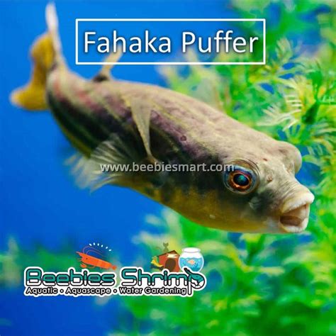 Fahaka Puffer