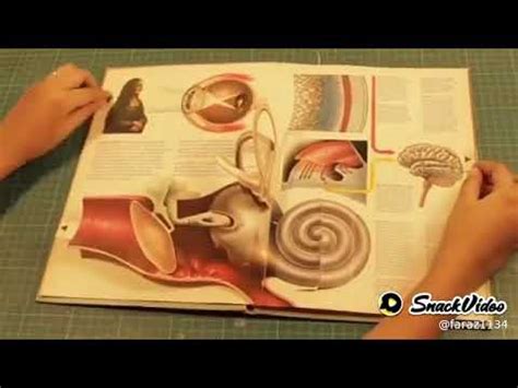 HUMEN ANATOMY ORGEN - YouTube