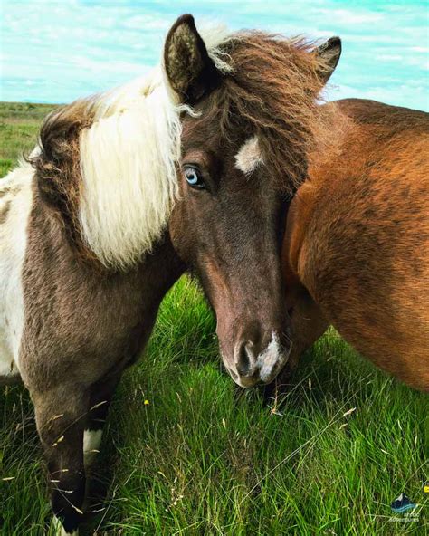 All About the Icelandic Horse | What Makes it Unique?