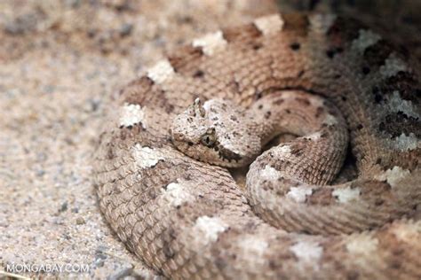 Sidewinder rattlesnake (Crotalus cerastes) | Rattlesnake, Reptiles and ...