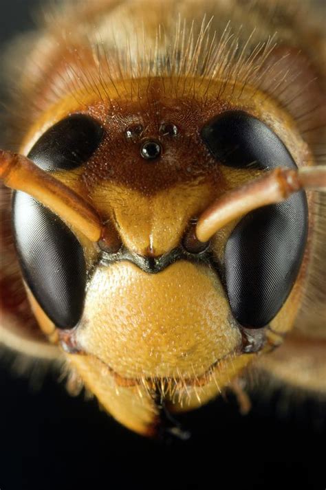 European Hornet Photograph by Dr Jeremy Burgess - Fine Art America