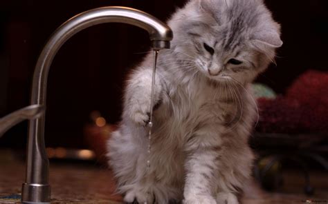 Puppy Cat Playing With Water 2K wallpaper download