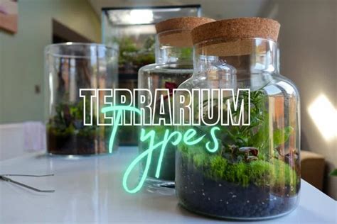 Types of Terrarium: Which is Best for You? (+ Examples) - Terrarium Tribe