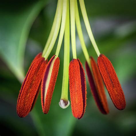 Stamen Closeup Photograph by Paul Freidlund - Pixels