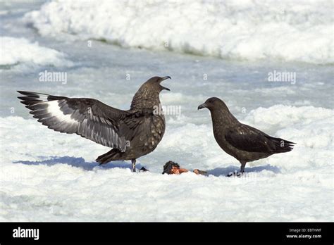 Skua antarctica hi-res stock photography and images - Alamy