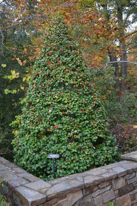 Fall Landscaping Tips | What Grows There :: Hugh Conlon ...