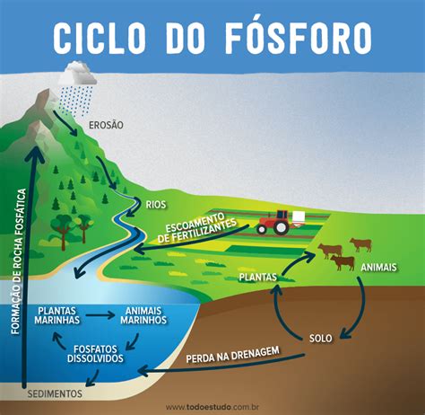 Ciclo do fósforo: entenda a importância desse ciclo biogeoquímico