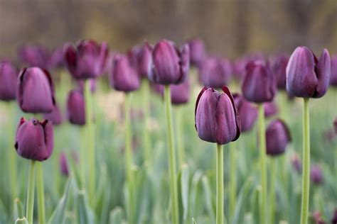 All the Prettiest Things About Purple Tulips - Gardenerdy