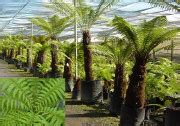 Products - Fronds New Zealand, suppliers of native New Zealand ferns, nz plants, nz trees, nz ...