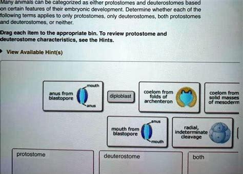 Differences in development between protostomes and deuterostomes Many animals can be categorized ...