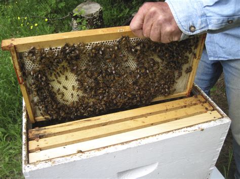 Here are several types of beehives to consider | Hello Homestead