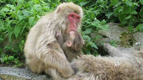 89 - Baby monkey kissing Daddy - 20080618 | Background: This… | Flickr