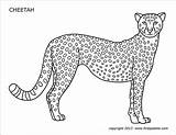 Cheetah Coloring Pages For Kids sketch template