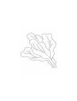 Bunch Of spinach leaves coloring Page  Download Free sketch template