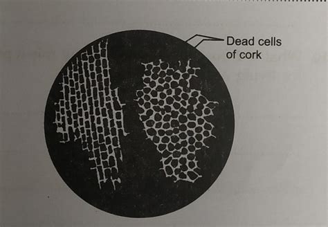 Cork Cell Labeled