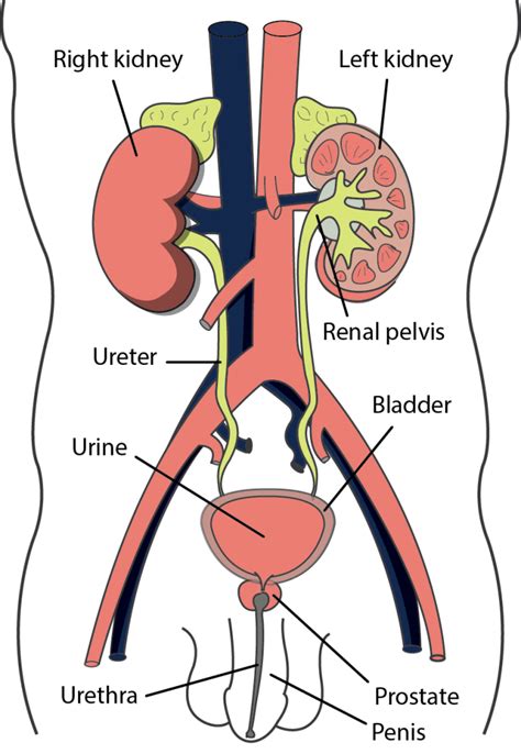 Pathologies of the Genitourinary System