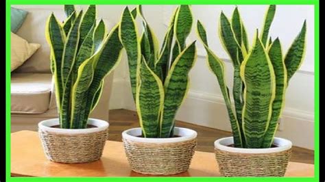 Planta Lengua De Suegra Beneficios - Plant Ideas