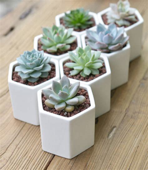 Hexagon Mini Planter Choice Of Succulent Or Cacti By DingaDing | notonthehighstreet.com