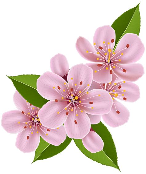 Sakura flower png, Sakura flower png Transparent FREE for download on ...