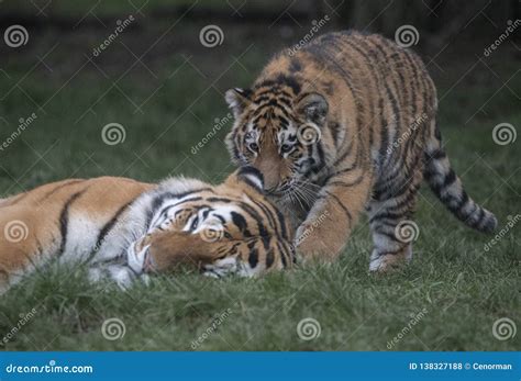 Tiger cub and mother stock photo. Image of tiger, mother - 138327188