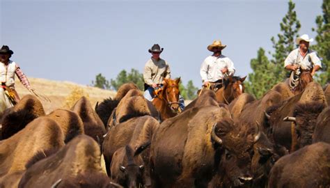 Custer State Park Buffalo Roundup Event » Go Where When