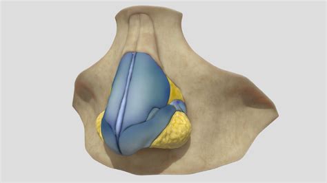 Nasal Cavity Anatomy Model