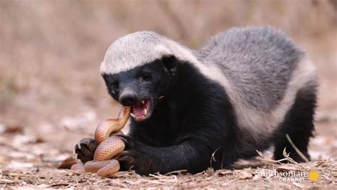 How Does A Honey Badger Survive A Snake Bite - Snake Poin