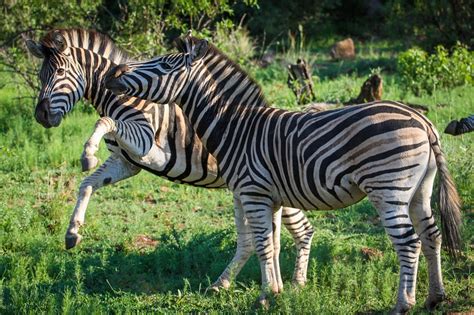 About Pilanesberg - Pilanesberg Wildlife Trust