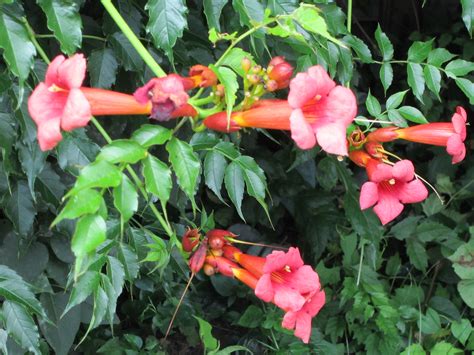 Red Trumpet Vine is Hummingbird’s favorite | Hudson Valley Gardens