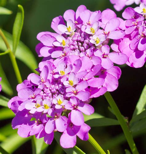 How to Grow Iberis Candytuft Seeds – West Coast Seeds